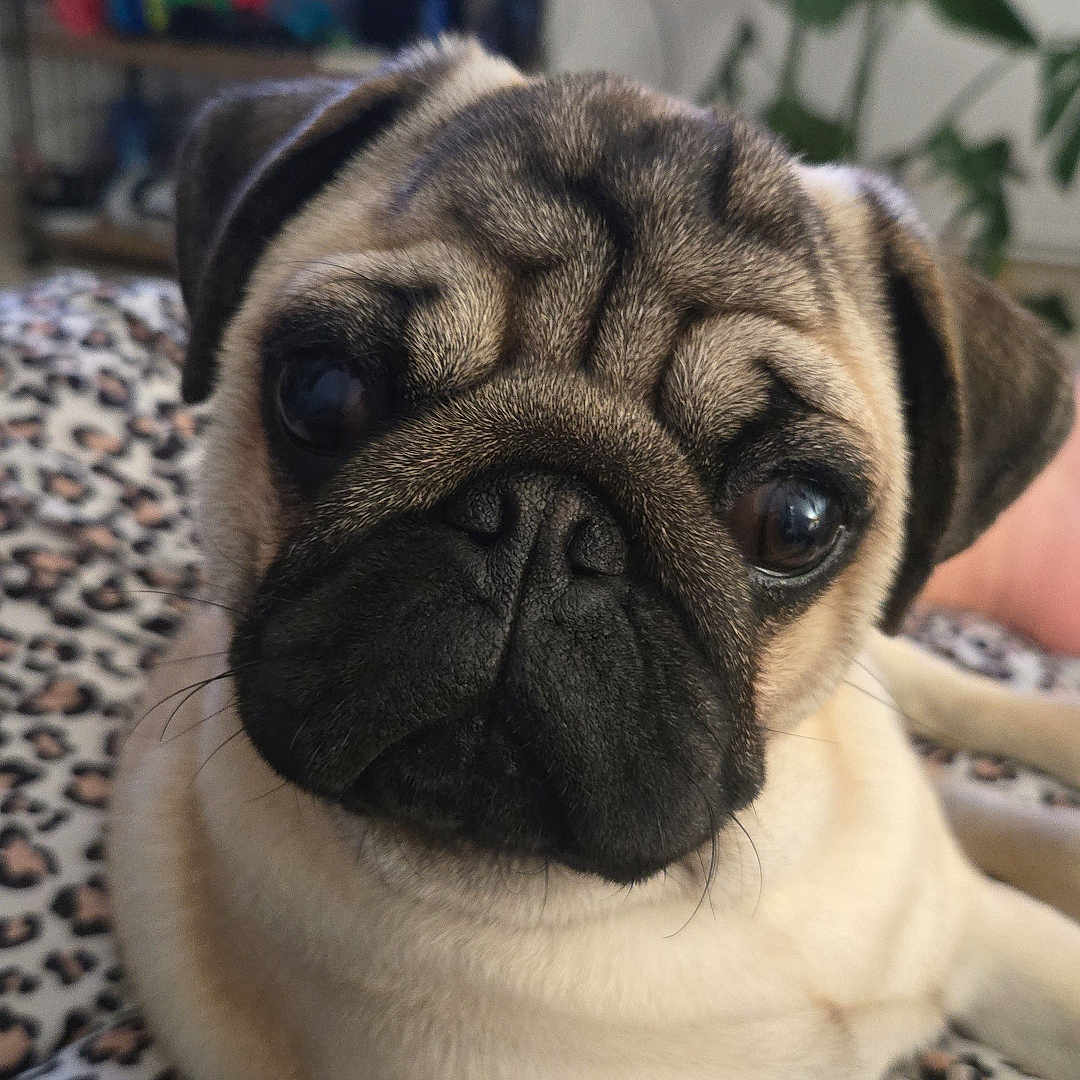 Bruno a rejoint le concours — aidez-le/la à gagner de superbes lots ! pug, dog, pet, animal, close_up, portrait, wrinkles, short_muzzle, big_eyes, fawn_coat, black_mask, sitting, lying_down, indoors, bed, bedding, houseplant, shelving, home, cute
