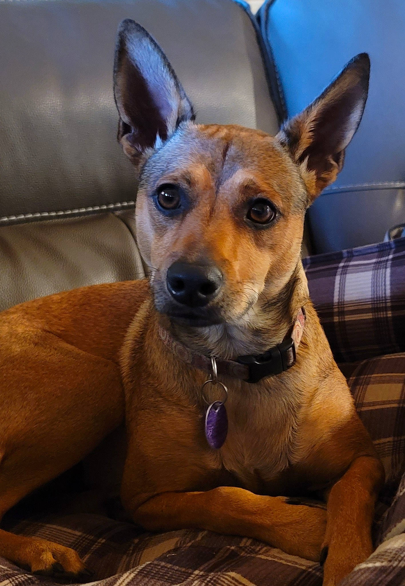 Lucy is registered to the contest to win money with this photo: ancient_dog_breeds, canidae, carnivore, collar, comfort, companion_dog, dog, dog_breed, dog_collar, ear, fawn, fur, snout, sporting_group, toy_dog, whiskers, working_animal, working_dog