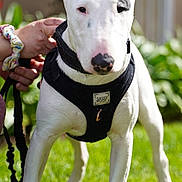 Raider is registered to the contest to win money with this photo: alert, animal, background, black_patch, bull_terrier, canine, daylight, dog, ear, garden, green_grass, hand, harness, leash, outdoor, person, pet, portrait, standing, white_dog