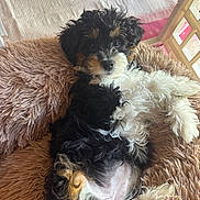 Charlie is registered to the contest to win money with this photo: baby_gate, belly, black_fur, blanket, close_up, cozy, dog, eyes, face, fluffy, gaze, indoor, nose, paw, pet, plush_bed, portrait, puppy, tan_markings, white_fur