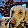 blanket, christmas_tree, close_up, cozy, decorations, dog, ears, fur, golden_retriever, holiday, indoor, lights, living_room, nose, pattern, pet, resting, soft_lighting, warm, window