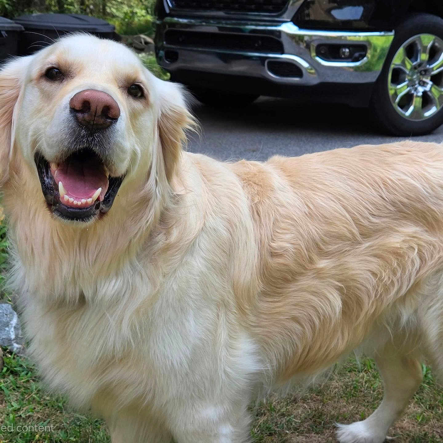 Tucker joined the competition — help win amazing prizes! animal, canine, closeup, daylight, dog, friendly, fur, golden_retriever, grass, greenery, happy, mammal, nature, outdoor, park, pet, portrait, smiling, truck, vehicle