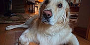 Tucker joined the competition — help win amazing prizes! animal, canine, companion, cozy, cute, dog, domestic, friendly, fur, golden_retriever, home, household, indoor, laying_down, living_room, mammal, pet, portrait, relaxed, wooden_floor