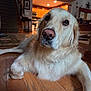 animal, canine, companion, cozy, cute, dog, domestic, friendly, fur, golden_retriever, home, household, indoor, laying_down, living_room, mammal, pet, portrait, relaxed, wooden_floor