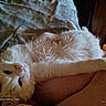 cat, white_cat, fluffy, pet, indoor, relaxed, lap, feline, animal, cozy, blanket, resting, cute, whiskers, fur, domestic_animal, sleepy, companion, home, comfort