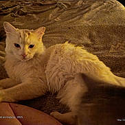 Fufuwi is registered to the contest to win money with this photo: cat, feline, pet, animal, fluffy, cream_color, indoor, blanket, texture, relaxed, lying_down, closeup, two_cats, blurred_foreground, soft_lighting, cozy, home, comfort, resting, curious