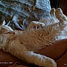 cat, fluffy, white_cat, relaxed, sleepy, indoor, lap, blanket, fur, pet, animal, cozy, resting, household, comfort, domestic, cute, feline, paw, whiskers