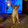 Peanut is registered to the contest to win money with this photo: cat, bed, television, woman, indoor, furniture, blanket, animal, pet, screen, light, casual, cozy, domestic, curious, sitting, brown, white, wooden_wall, plastic_bag