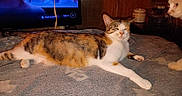 Peanut joined the competition — help win amazing prizes! cat, bed, blanket, indoor, television, feline, wooden_wall, household_items, curious, relaxed, patterned_blanket, orange_cat, white_cat, sleeping_cat, pet, domestic_animal, furniture, living_room, screen, table