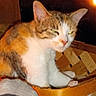Peanut joined the competition — help win amazing prizes! cat, calico, basket, indoor, pet, animal, sleepy, feline, wood, cozy, clutter, warm_light, squinting, grumpy, resting, domestic, fur, cute, orange, white
