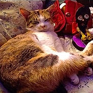 Peanut joined the competition — help win amazing prizes! cat, feline, couch, floral_pattern, indoor, pet, relaxed, fur, animal, decor, figurine, red_bag, pillow, cozy, seated, whiskers, ears, home, resting, soft
