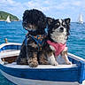 Emy a rejoint le concours — aidez-le/la à gagner de superbes lots ! dog, boat, water, sea, sailboat, sky, cloud, harness, pet, animal, outdoor, nature, blue, white, island, cute, companion, travel, summer, vacation