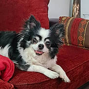 Emy a rejoint le concours — aidez-le/la à gagner de superbes lots ! black_and_white, couch, cushion, dog, domestic_animal, ears, fur, fur_texture, happy, home, indoor, living_room, long_hair, nose, paws, pet, red_couch, relaxed, smiling, tongue