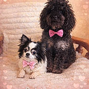 Emy participe au concours pour gagner de l'argent avec cette photo : two_dogs, bow_ties, small_dog, large_dog, curly_fur, black_dog, white_and_black_dog, pink_bow_tie, heart_background, text_overlay, cozy_chair, portrait, cute, pets, indoor, furry, sitting, lying_down, romantic, love