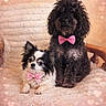 two_dogs, bow_ties, small_dog, large_dog, curly_fur, black_dog, white_and_black_dog, pink_bow_tie, heart_background, text_overlay, cozy_chair, portrait, cute, pets, indoor, furry, sitting, lying_down, romantic, love