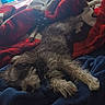 bedding, bedroom, blanket, blue_blanket, brown_fur, cozy, dog, floppy_ears, home, indoors, lying_down, nap, pet, red_blanket, relaxed, resting, shaggy_fur, sleeping, small_dog, white_fur