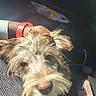 Flapjack joined the competition — help win amazing prizes! animal, brown_eyes, brown_fur, canine, car, car_interior, close_up, dog, floppy_ears, happy, nose, panting, pet, portrait, puppy, road_trip, scruffy_fur, seated, tongue, white_fur