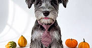 Flapjack is registered to the contest to win money with this photo: autumn, black_fur, cute, dog, fall, formalwear, front_view, gray_fur, groomed, leaves, pet, portrait, pumpkins, puppy, schnauzer, sitting, striped_tie, studio, white_background, white_fur