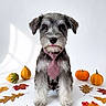 autumn, black_fur, cute, dog, fall, formalwear, front_view, gray_fur, groomed, leaves, pet, portrait, pumpkins, puppy, schnauzer, sitting, striped_tie, studio, white_background, white_fur