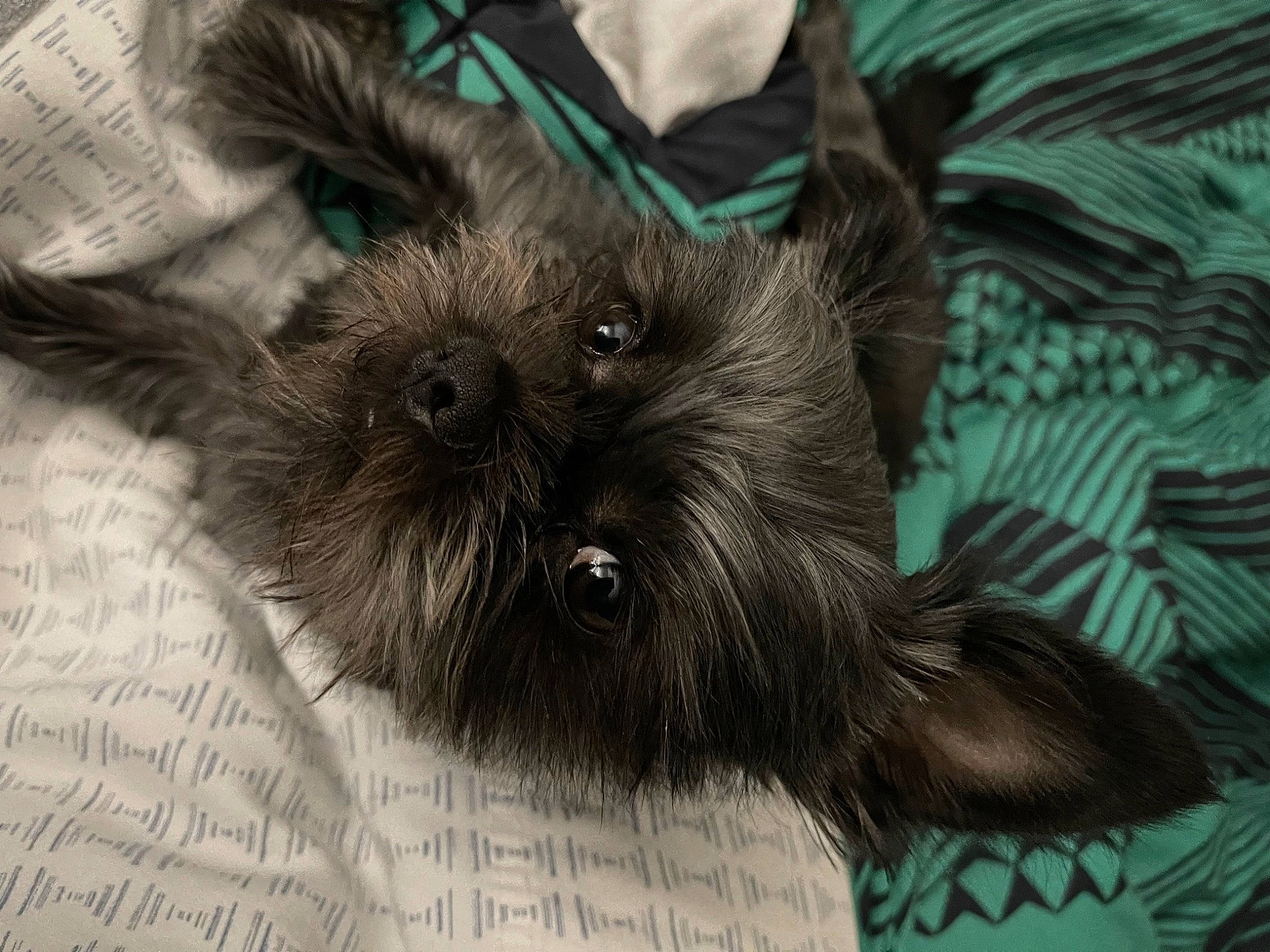 Mana is registered to the contest to win money with this photo: canidae, carnivore, claw, companion_dog, dog, dog_breed, fawn, felidae, fur, grey, liver, paw, small_terrier, small_to_medium_sized_cats, snout, sporting_group, terrestrial_animal, toy_dog, whiskers, working_animal