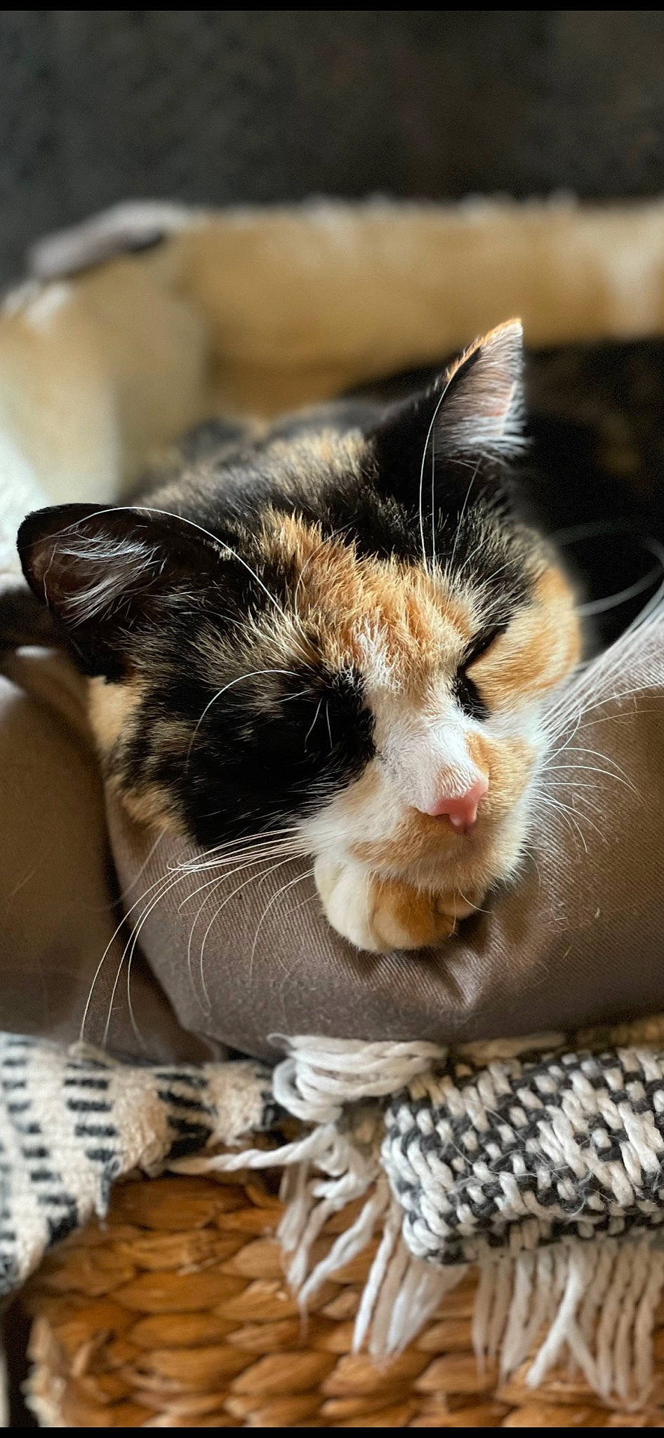 Tokyo a rejoint le concours — aidez-le/la à gagner de superbes lots ! carnivore, cat, cat_supply, claw, comfort, domestic_short_haired_cat, eye, felidae, fur, leg, linens, nap, paw, sleep, small_to_medium_sized_cats, snout, whiskers