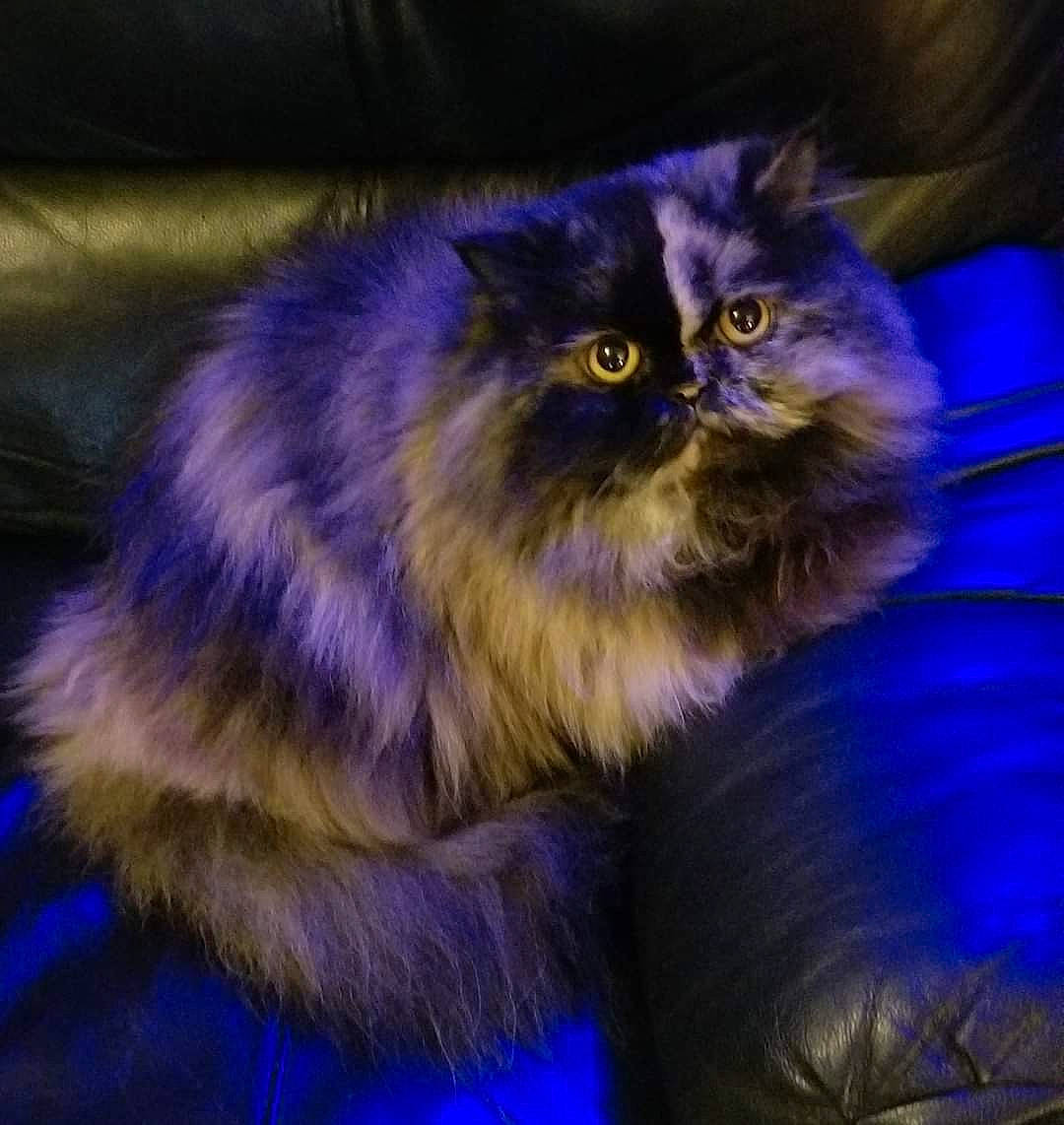 Brinley joined the competition — help win amazing prizes! blue, carnivore, cat, electric_blue, event, felidae, fur, magenta, plant, purple, small_to_medium_sized_cats, snout, terrestrial_animal, whiskers