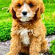 Summer is registered to the contest to win money with this photo: puppy, dog, curly_fur, brown_fur, white_patch, outdoor, greenery, grass, stone_path, cute, pet, animal, sitting, young_dog, fur, nature, adorable, close_up, portrait, friendly