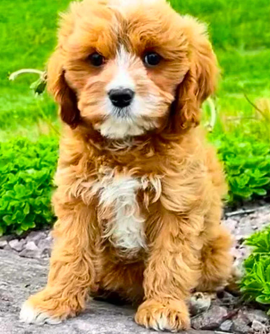 Summer is registered to the contest to win money with this photo: puppy, dog, curly_fur, brown_fur, white_patch, outdoor, greenery, grass, stone_path, cute, pet, animal, sitting, young_dog, fur, nature, adorable, close_up, portrait, friendly