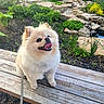 dog, small_dog, fluffy, white_fur, happy, smiling, open_mouth, tongue, outdoor, garden, waterfall, pond, rocks, plants, greenery, bench, wood, leash, pet, portrait