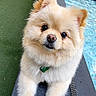 Duke is registered to the contest to win money with this photo: dog, puppy, fluffy, cream_colored, cute, portrait, close_up, face, eyes, nose, ears, fur, collar, tag, sitting, pool, water, outdoor, artificial_grass, people