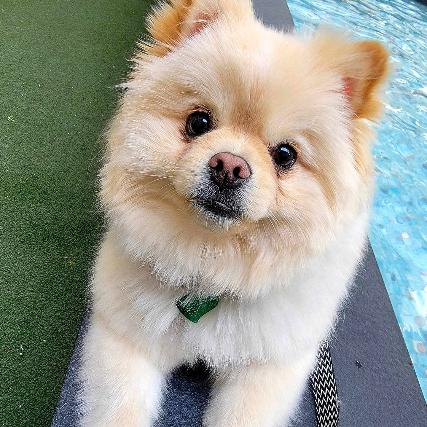 Duke is registered to the contest to win money with this photo: dog, puppy, fluffy, cream_colored, cute, portrait, close_up, face, eyes, nose, ears, fur, collar, tag, sitting, pool, water, outdoor, artificial_grass, people