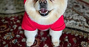 Duke is registered to the contest to win money with this photo: dog, puppy, pet, red_hat, red_shirt, costume, dressed_up, smiling, happy, portrait, close_up, front_facing, brown_eyes, white_fur, cream_fur, sitting, indoor, patterned_rug, home, cute
