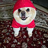 dog, puppy, pet, red_hat, red_shirt, costume, dressed_up, smiling, happy, portrait, close_up, front_facing, brown_eyes, white_fur, cream_fur, sitting, indoor, patterned_rug, home, cute