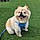 Ghazal D.