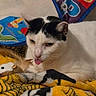 Panda is registered to the contest to win money with this photo: cat, kitten, white_cat, black_and_white, tongue_out, animal, pet, lying_down, indoor, blanket, bed, toy_mouse, fluffy_toy, cozy, close_up, portrait, whiskers, ears, colorful, funny