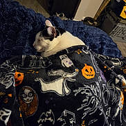 Panda is registered to the contest to win money with this photo: cat, black_and_white_cat, sleeping, resting, cozy, blanket, halloween, pumpkin, ghost, skeleton, indoors, bed, fuzzy_blanket, pet, animal, relaxed, home, portrait, warm_lighting, cluttered_background