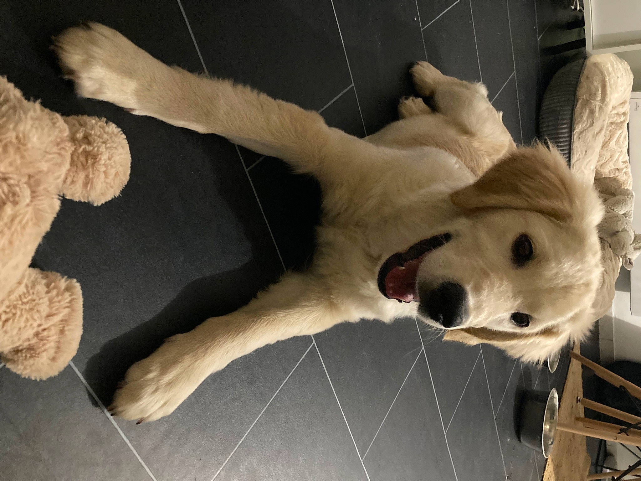 Stan a rejoint le concours — aidez-le/la à gagner de superbes lots ! bone, canidae, carnivore, companion_dog, dog, dog_breed, eye, fawn, fence, fur, mesh, non_sporting_group, paw, tail, terrestrial_animal, whiskers, wire_fencing, wood, working_animal