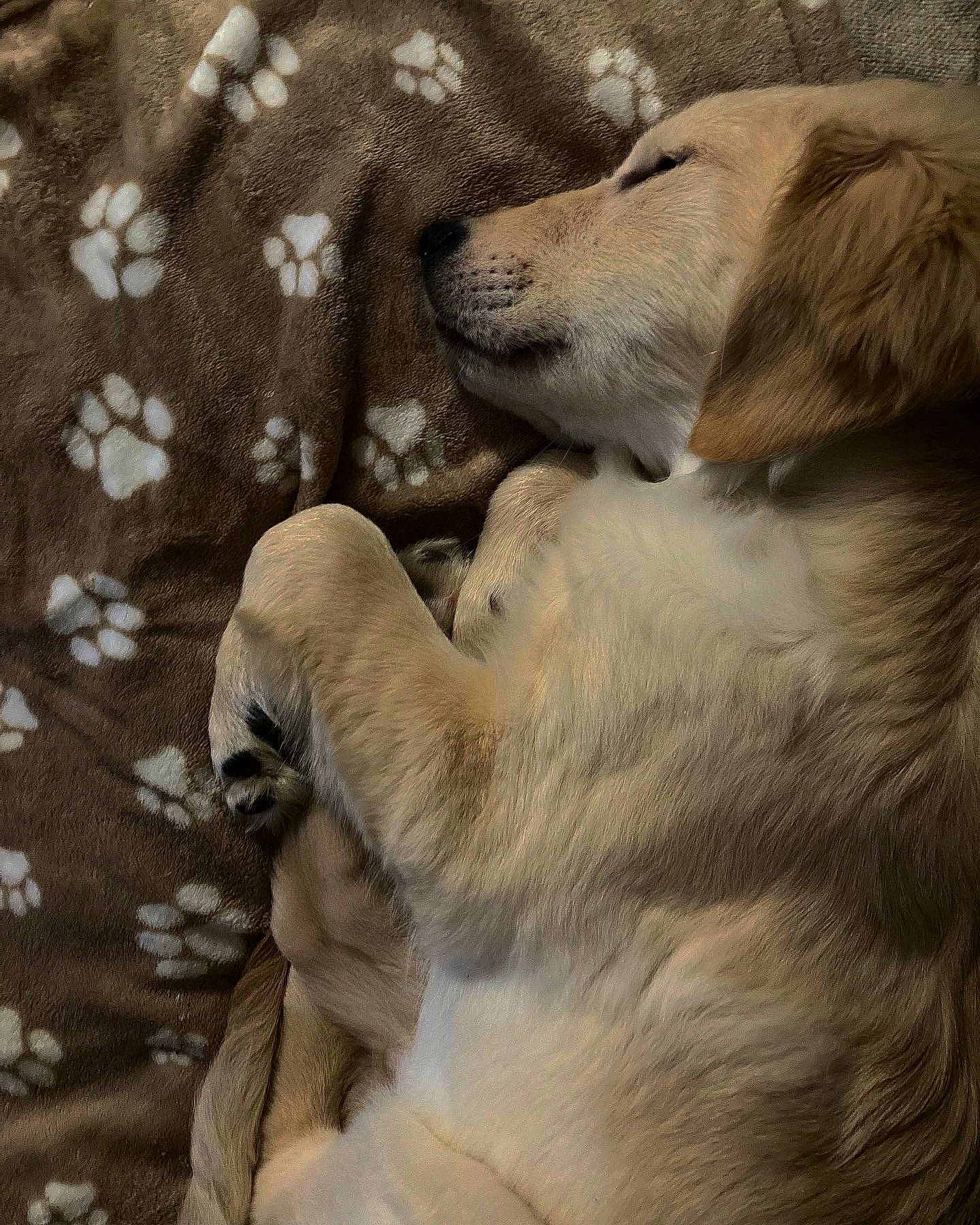 Stan participe au concours pour gagner de l'argent avec cette photo : canidae, carnivore, comfort, companion_dog, dog, dog_breed, fawn, fur, golden_retriever, gun_dog, paw, retriever, snout, sporting_group, terrestrial_animal, whiskers, wildlife, working_animal