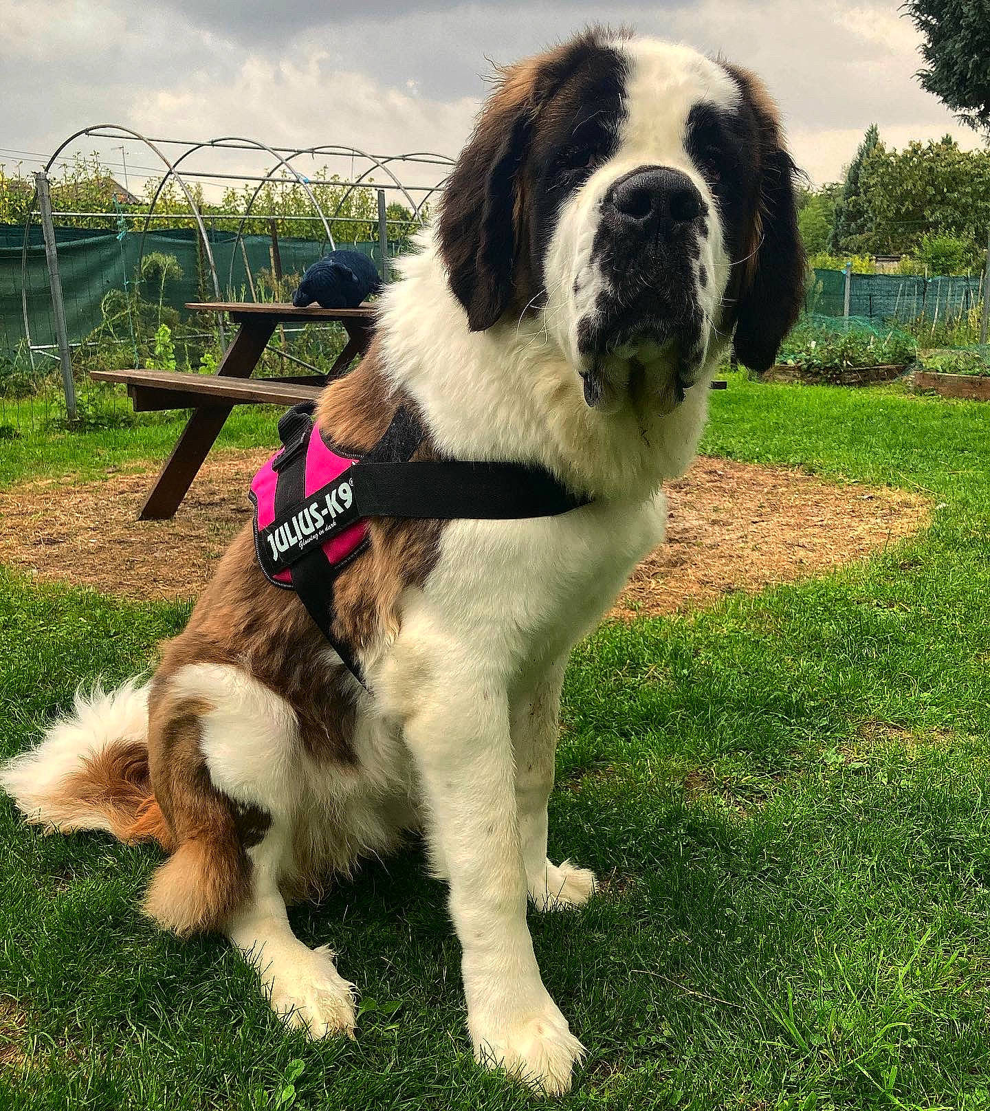 Téa a rejoint le concours — aidez-le/la à gagner de superbes lots ! canidae, carnivore, cloud, collar, companion_dog, dog, dog_breed, dog_collar, fur, giant_dog_breed, grass, gun_dog, landseer, moscow_watchdog, plant, sky, sporting_group, st_bernard, tail, tree