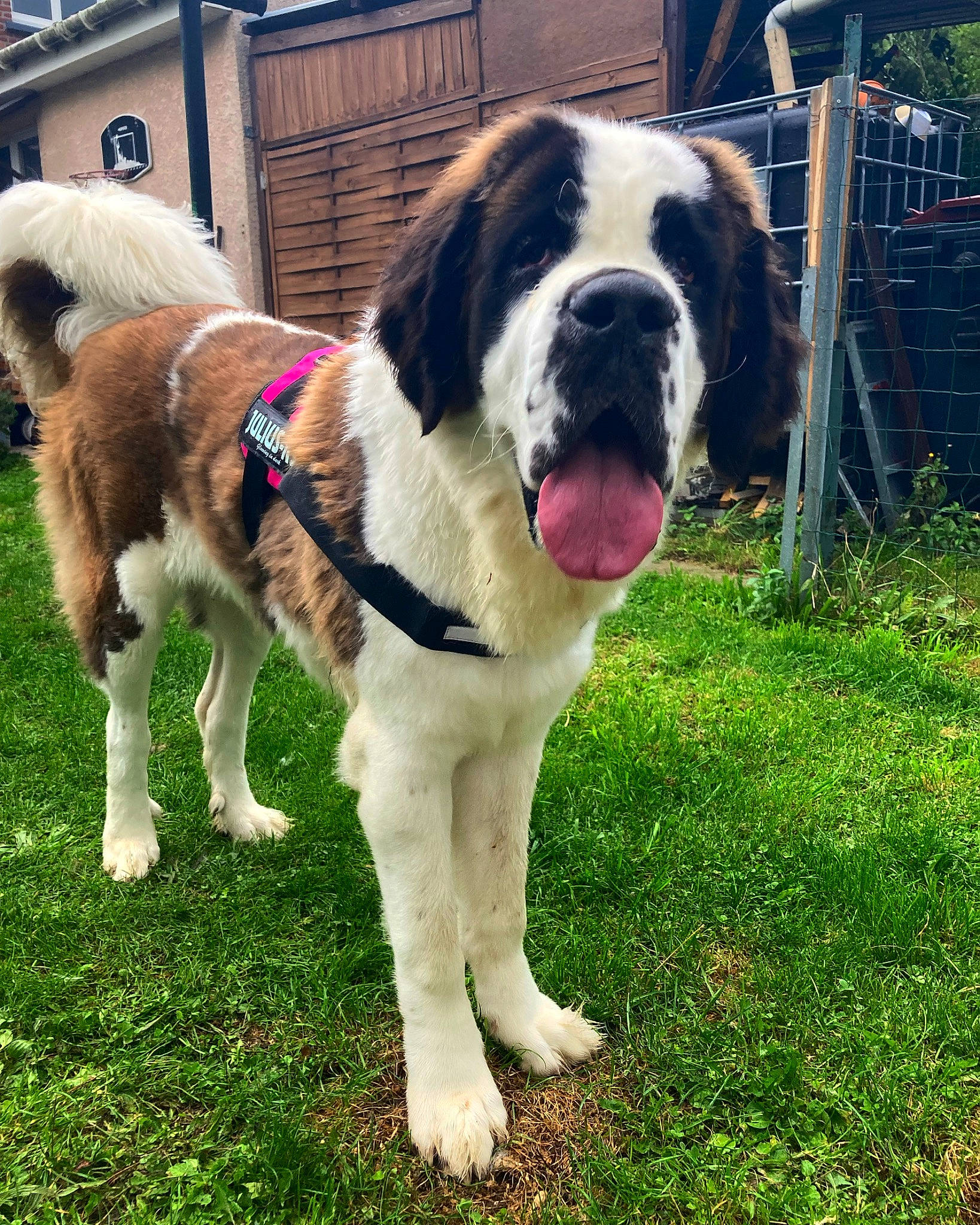 Téa participe au concours pour gagner de l'argent avec cette photo : building, canidae, carnivore, collar, companion_dog, dog, dog_breed, dog_collar, fence, fur, giant_dog_breed, grass, leash, moscow_watchdog, plant, snout, sporting_group, st_bernard, tail, working_animal