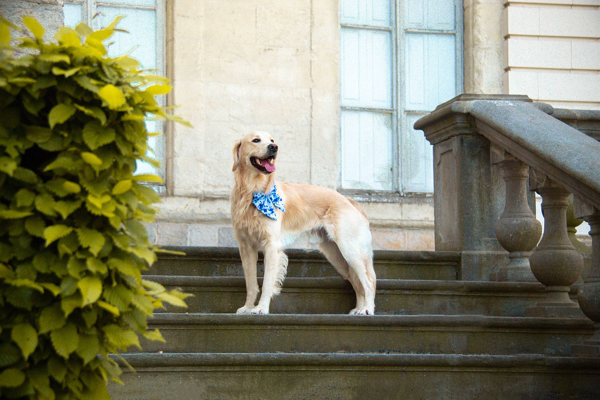 Stan a rejoint le concours — aidez-le/la à gagner de superbes lots ! art, carnivore, companion_dog, dog, dog_breed, dog_supply, door, facade, fawn, guard_dog, plant, sidewalk, snout, sporting_group, stairs, tail, tree, window, wood, working_animal
