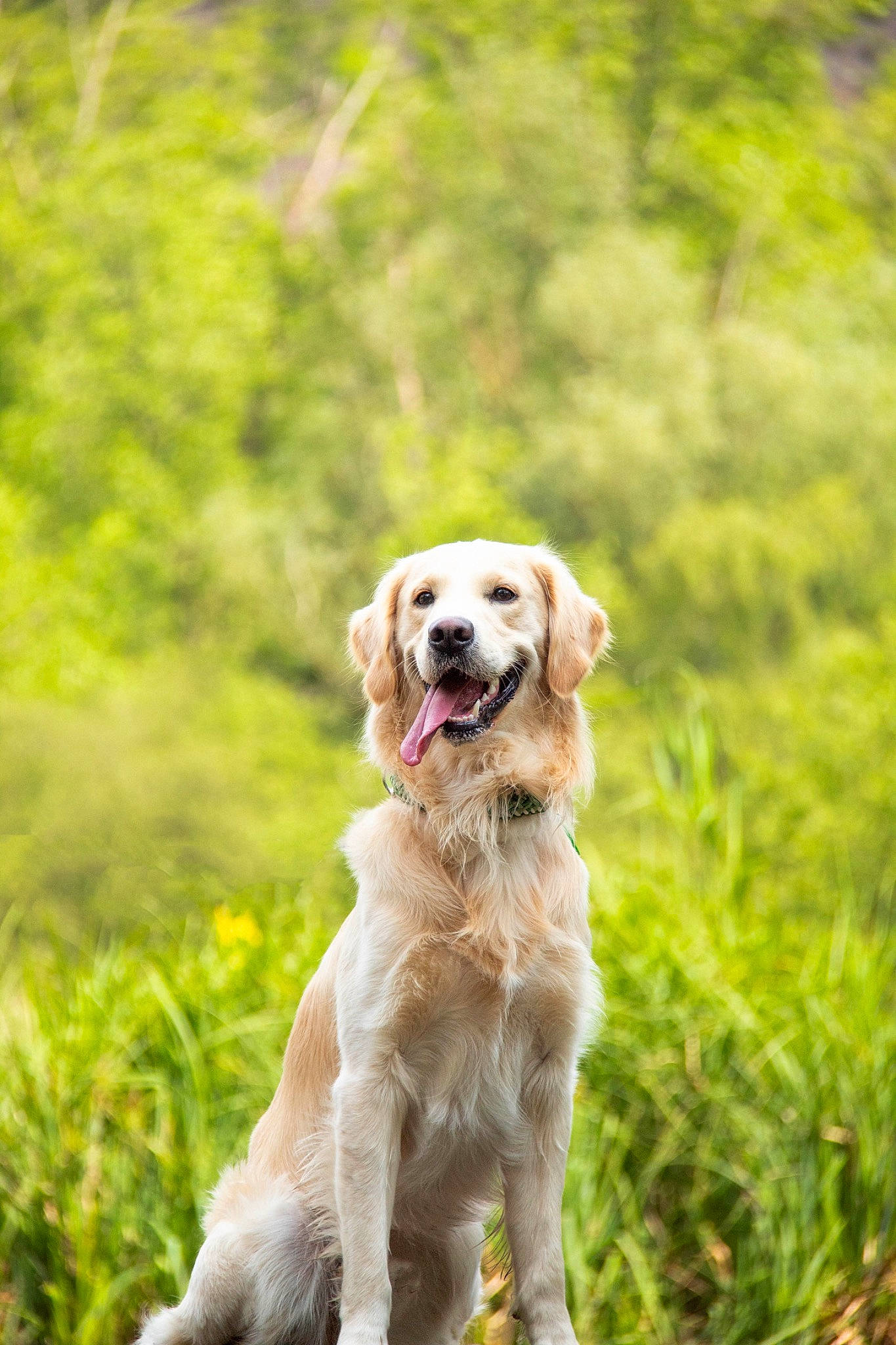 Stan participe au concours pour gagner de l'argent avec cette photo : adventure, carnivore, collar, companion_dog, dog, dog_breed, dog_collar, grass, gun_dog, hunting_dog, plant, puppy, retriever, snout, sporting_group, tail, terrestrial_animal, tree, wildlife, working_dog