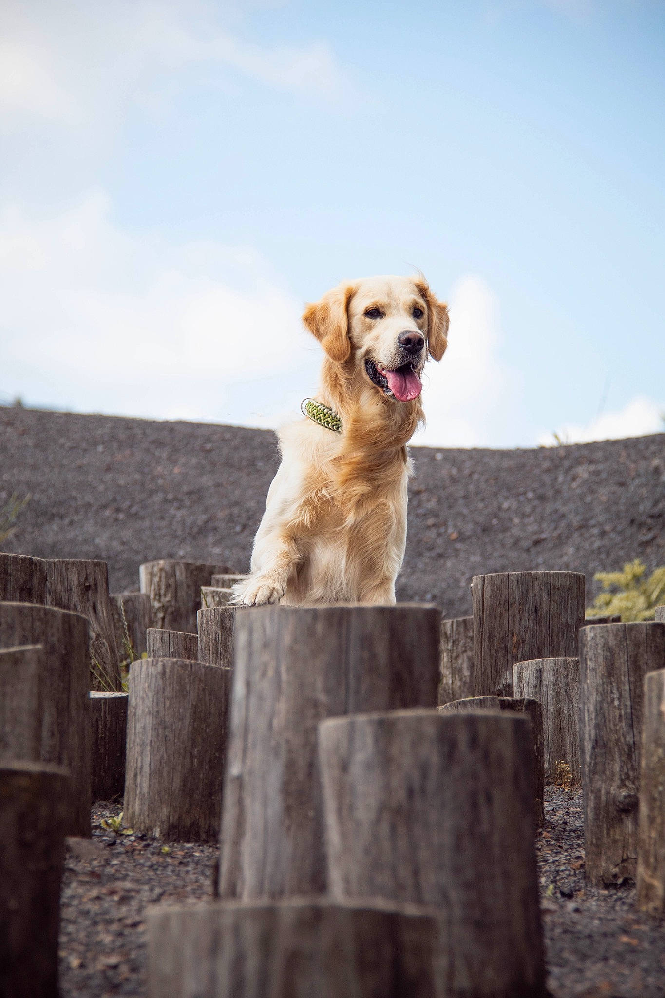 Stan a rejoint le concours — aidez-le/la à gagner de superbes lots ! canidae, carnivore, cloud, companion_dog, dog, dog_breed, fawn, gun_dog, house, landscape, plant, retriever, rock, sky, snout, soil, sporting_group, tree, wood, working_animal