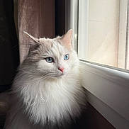 Popcorn a rejoint le concours — aidez-le/la à gagner de superbes lots ! cat, fluffy, white, blue_eyes, window, natural_light, indoor, pet, feline, portrait, looking_out, curtain, domestic, animal, whiskers, soft_light, close_up, calm, quiet, house