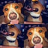 animal, brown_dog, canine, close_up, collage, companion, cute, dog, domestic, ears, face, friendly, furry, happy, indoor, pet, smiling, spiked_collar, teeth, tongue_out
