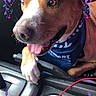 Mijo joined the competition — help win amazing prizes! dog, car_interior, bandana, paw, gear_shift, cup_holder, cup, digital_border, floral_design, hearts, brown_dog, white_markings, close_up, pet, vehicle, happy, tongue_out, seat, front_seat, resting