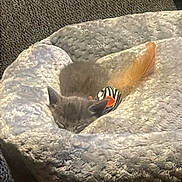 Marley joined the competition — help win amazing prizes! kitten, cat, sleeping, pet_bed, toy, cozy, gray, fur, indoor, resting, cute, small, animal, domestic, soft, comfort, nap, quiet, peaceful, feline