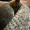 kitten, cat, sleeping, cozy, blanket, fur, pet, indoor, resting, cute, animal, soft, texture, closeup, relaxing, warm, comfortable, small, young, feline
