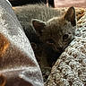 kitten, cat, gray_fur, pet, cozy, blanket, texture, indoor, soft, resting, closeup, feline, cute, animal, young, sleepy, curious, warm, comfort, domestic