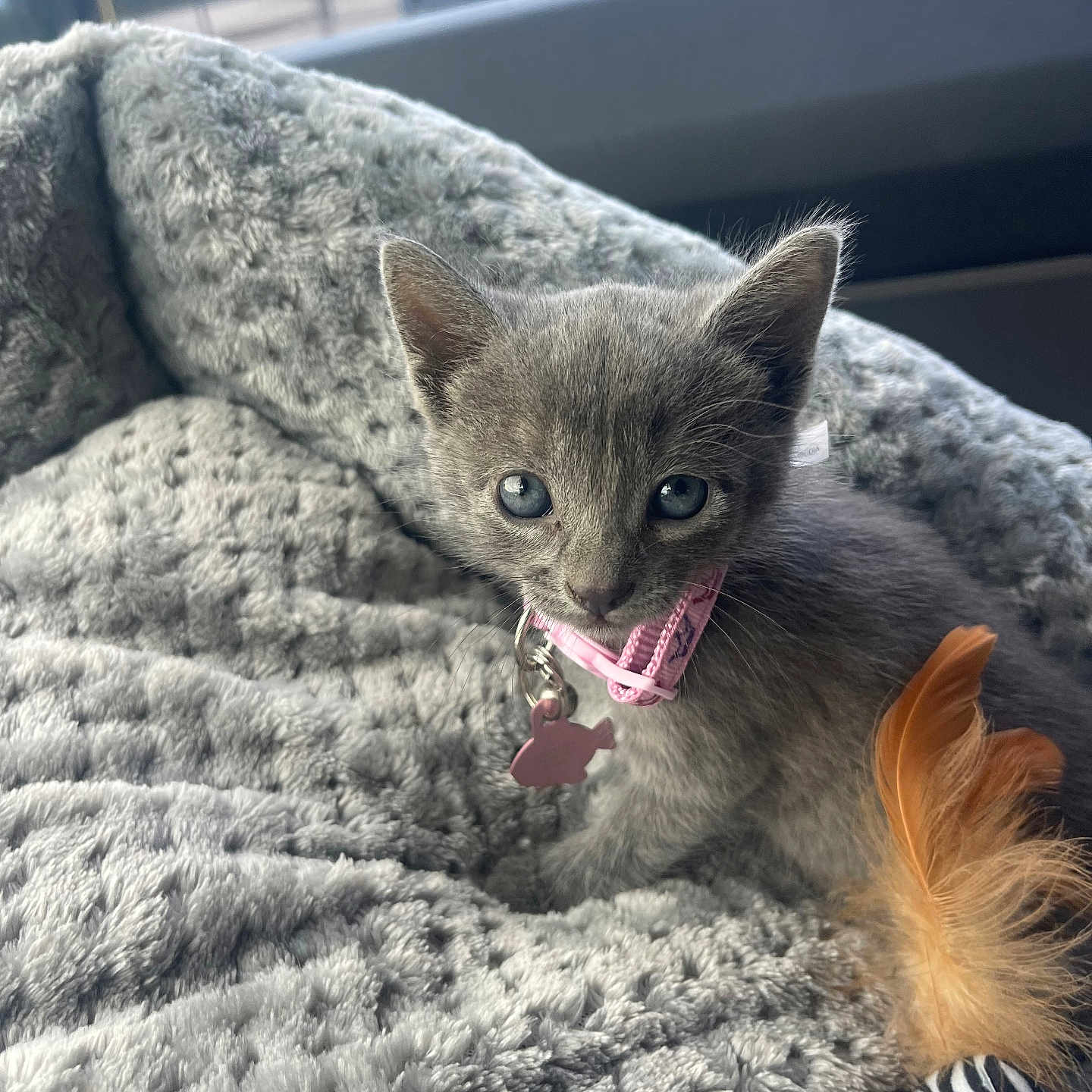 Marley
